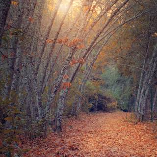 Twilight autumn wallpaper