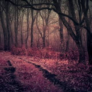 Twilight autumn wallpaper