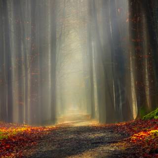 Twilight autumn wallpaper