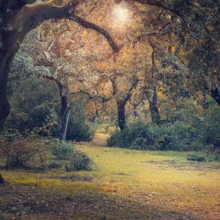 Twilight autumn wallpaper