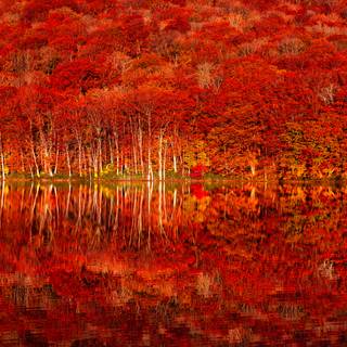 Twilight autumn wallpaper