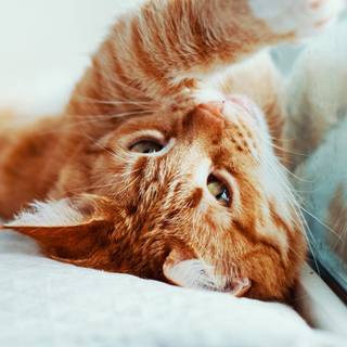 Cat 4k mobile wallpaper