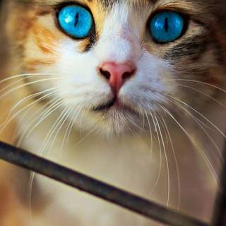 Cat 4k mobile wallpaper