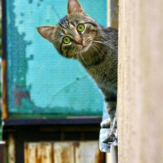 Cat 4k mobile wallpaper