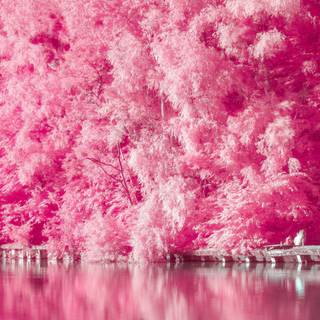 Pink 4k mobile wallpaper