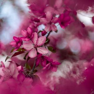 Pink 4k mobile wallpaper