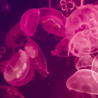 Pink 4k mobile wallpaper