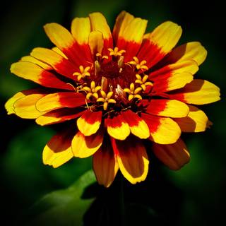 Red and green 4k wallpaper