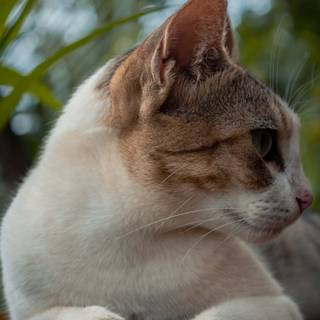 Cat 4k mobile wallpaper