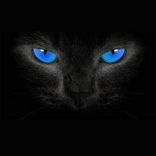 Cat 4k mobile wallpaper