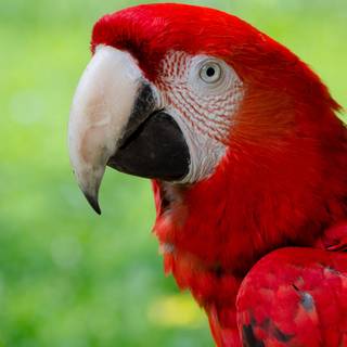 Red and green 4k wallpaper