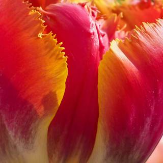 Red spring Android wallpaper