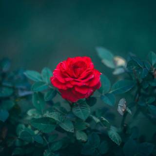 Red and green 4k wallpaper