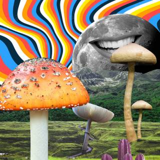 Mushroom collage wallpaper