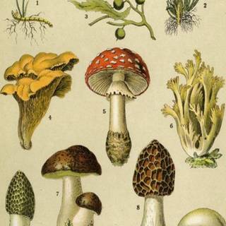 Mushroom collage wallpaper