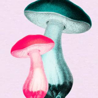 Mushroom collage wallpaper