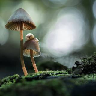 Mushroom collage wallpaper