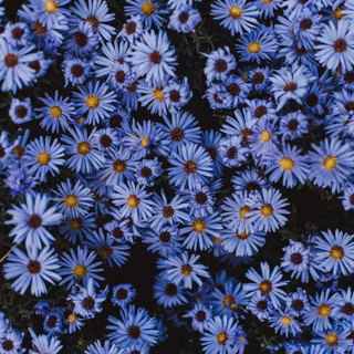 Aster flower wallpaper