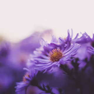Aster flower wallpaper