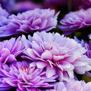 Aster flower wallpaper