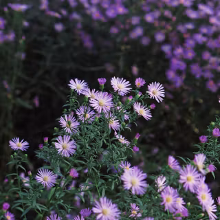 Aster flower wallpaper