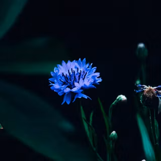 Aster flower wallpaper