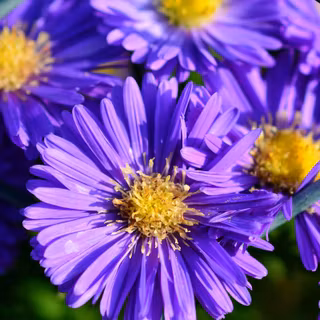Aster flower wallpaper
