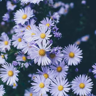 Aster flower wallpaper