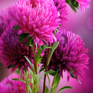 Flowers mobile wallpaper