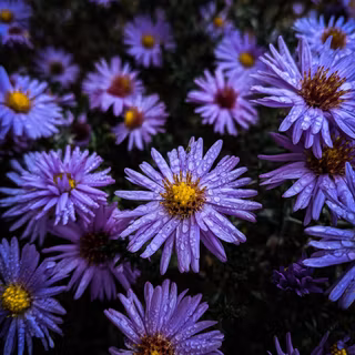 Aster flower wallpaper