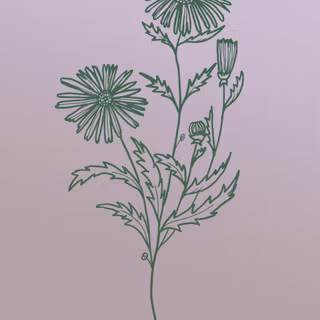 Aster flower wallpaper