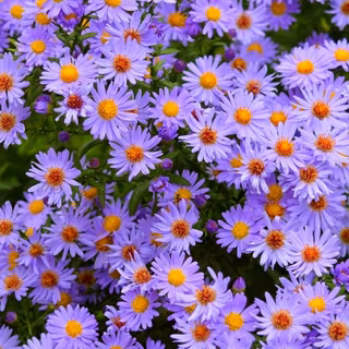 Aster flower wallpaper