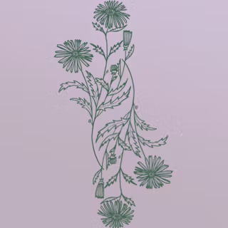 Aster flower wallpaper