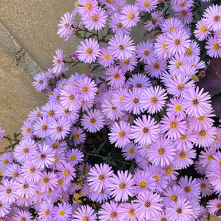 Aster flower wallpaper