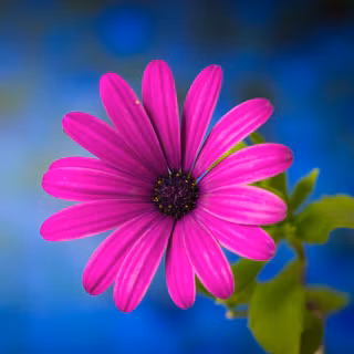 Aster flower wallpaper