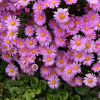 Aster flower wallpaper