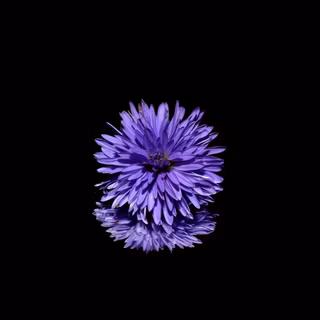 Aster flower wallpaper