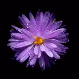 Aster flower wallpaper
