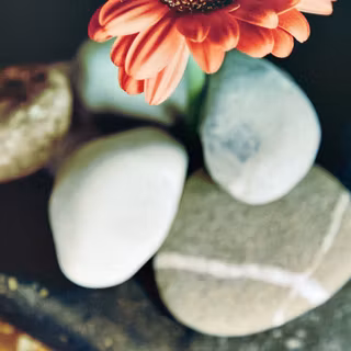 Aster flower wallpaper