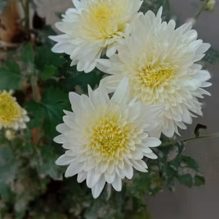 Aster flower wallpaper