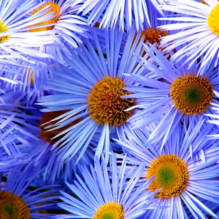 Aster flower wallpaper