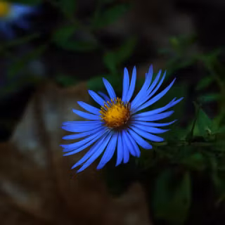 Aster flower wallpaper