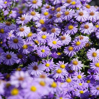 Aster flower wallpaper