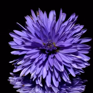 Aster flower wallpaper
