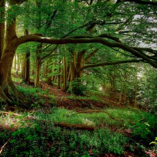 Art forest wallpaper