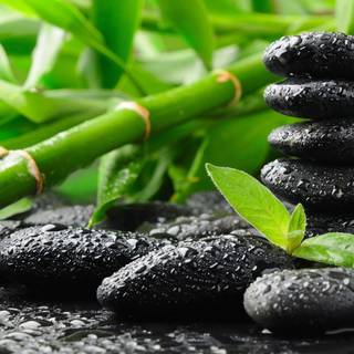 Bamboo water fountain wallpaper