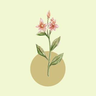 Cartoon plant wallpaper