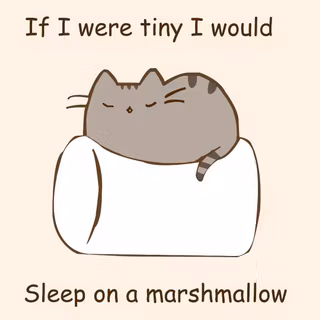 Marshmallow Cat Rare Cat wallpaper