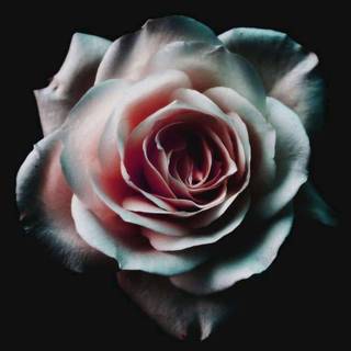 Pink 4k phone wallpaper