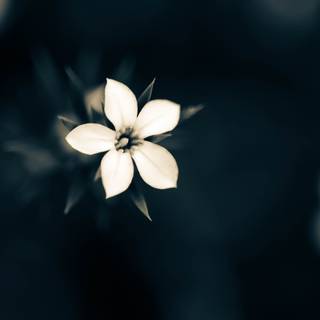 White flower 4k wallpaper